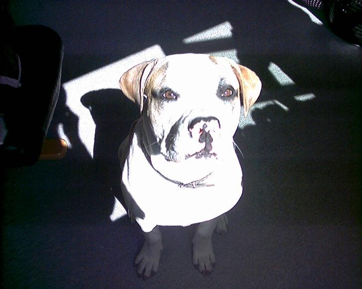 Amerikansk bulldog Kenzo billede 17