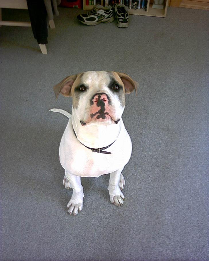 Amerikansk bulldog Kenzo billede 18