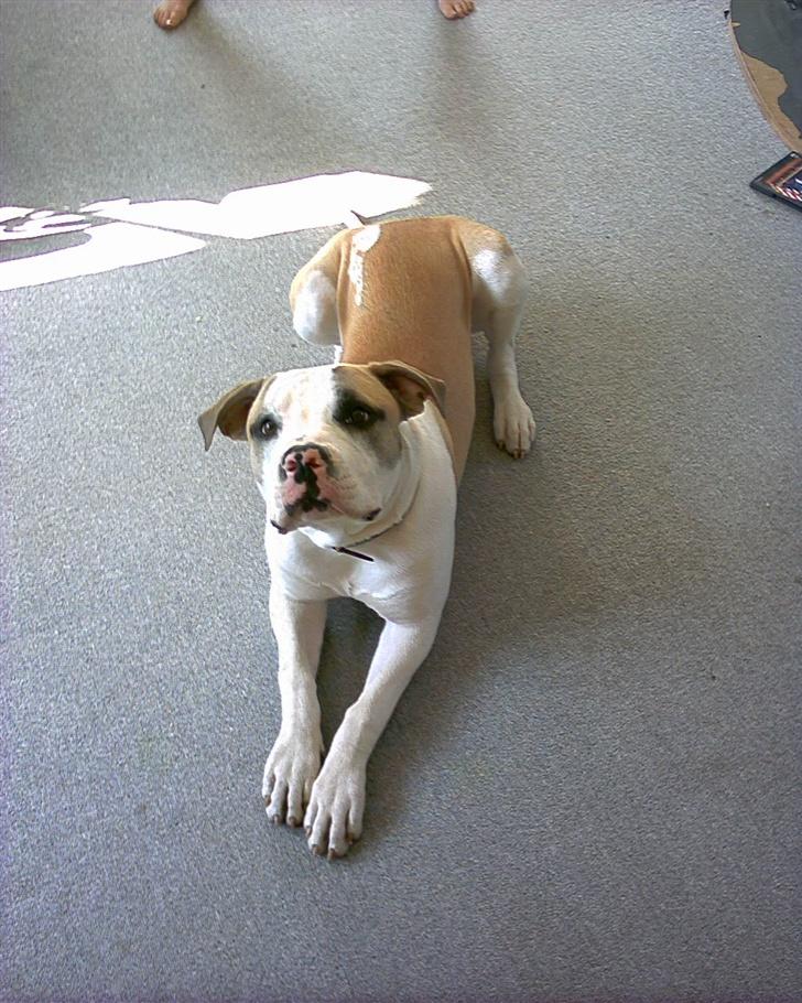 Amerikansk bulldog Kenzo billede 19