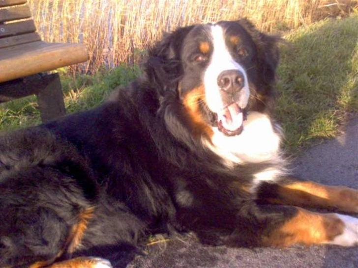 Berner sennenhund Yimbo    R.I.P. - En solrig dag........ billede 6