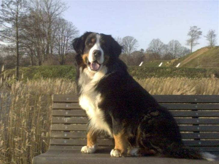 Berner sennenhund Yimbo    R.I.P. billede 7