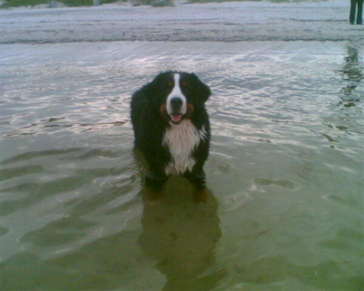 Berner sennenhund Yimbo    R.I.P. - ELLLLLLLSKER!!!! at bade......... billede 9