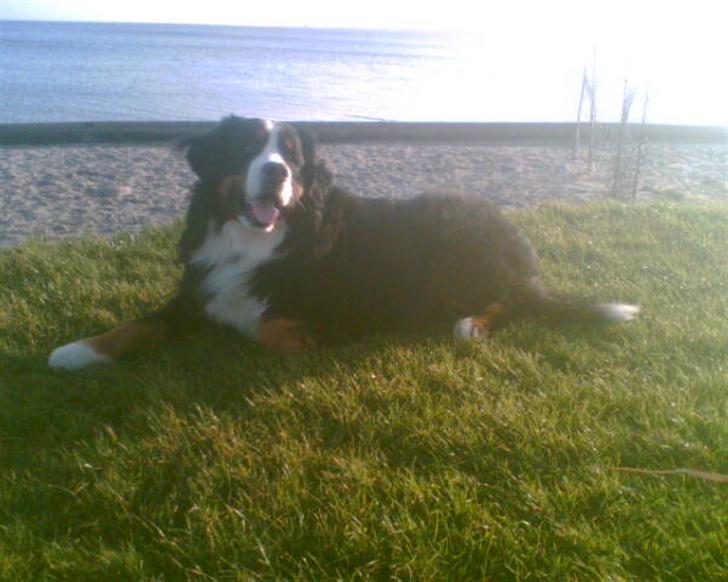 Berner sennenhund Yimbo    R.I.P. billede 10