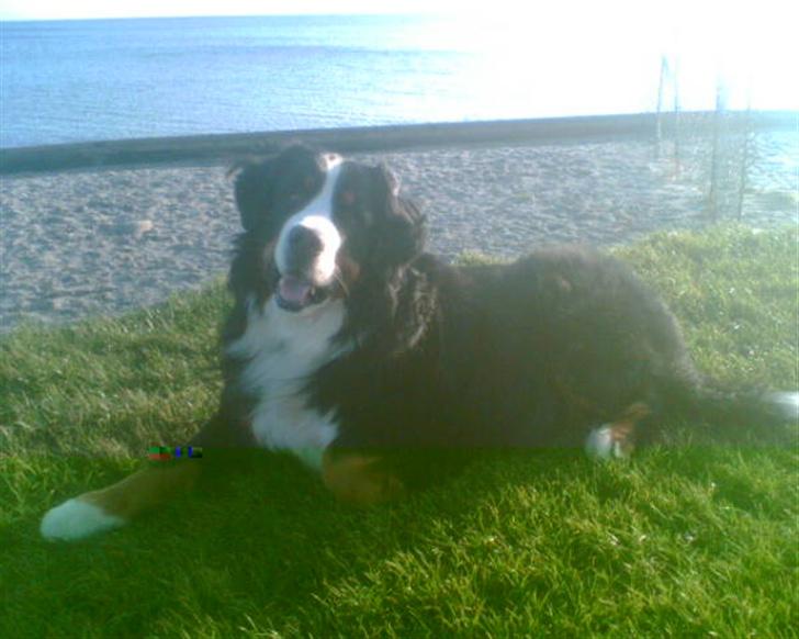Berner sennenhund Yimbo    R.I.P. - Poserer lidt for Far..... billede 11