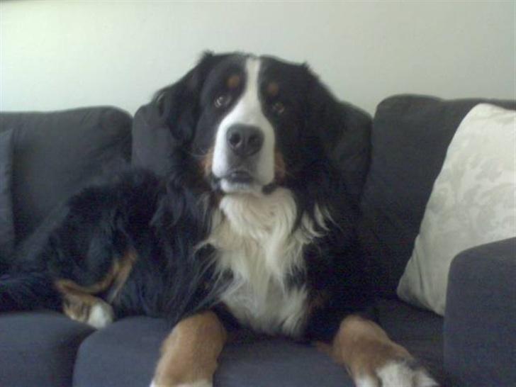 Berner sennenhund Yimbo    R.I.P. - var der nogen der snakkede om mad!!!? billede 12