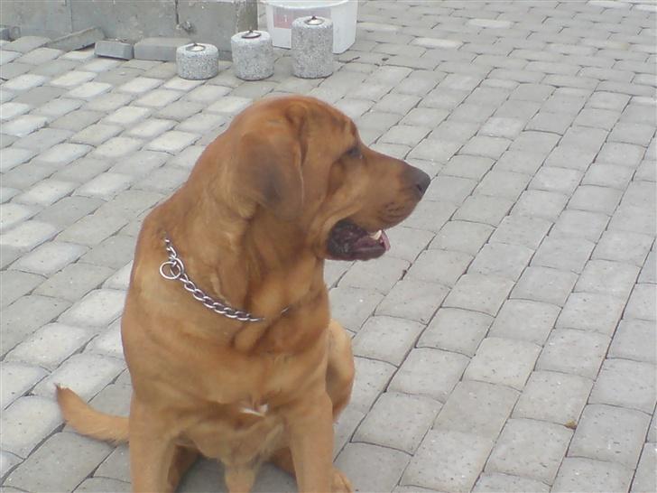 Broholmer fakse  billede 8