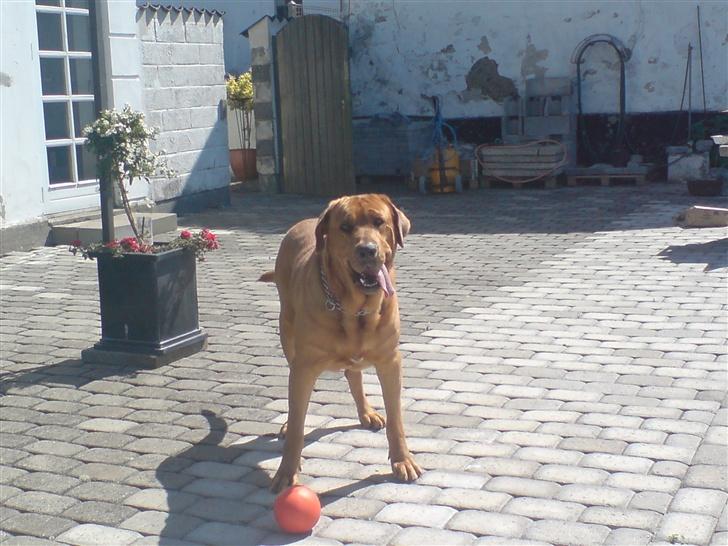 Broholmer fakse  billede 9