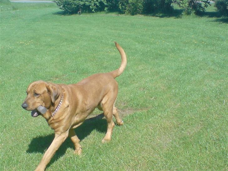 Broholmer fakse  billede 10