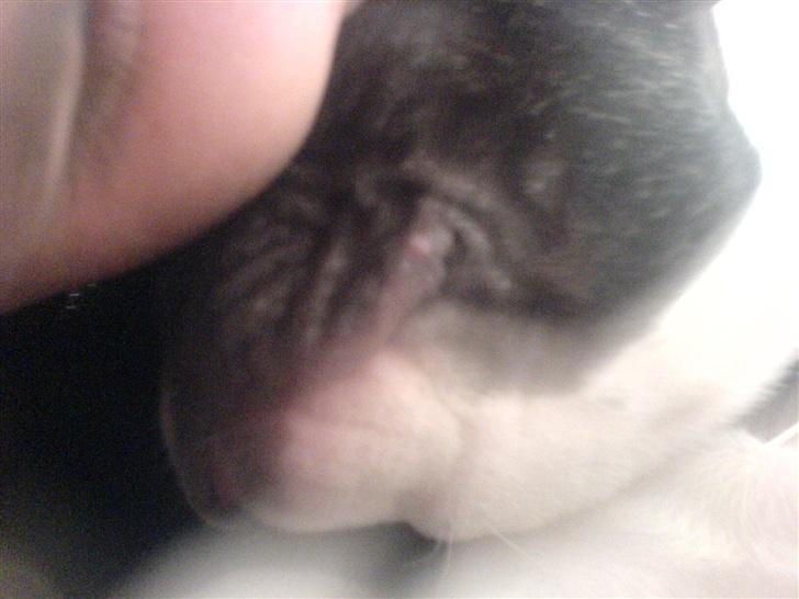 Fransk bulldog Wacko billede 9