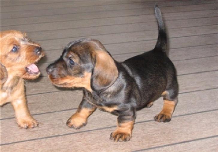 Gravhund » ' • Molly - { - Molly Er Kun Et Par Uger Gammel Her. Molly Er Den Sort / Brune Hvalp. billede 1