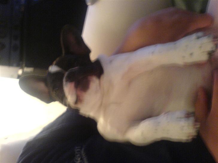 Fransk bulldog Wacko billede 10