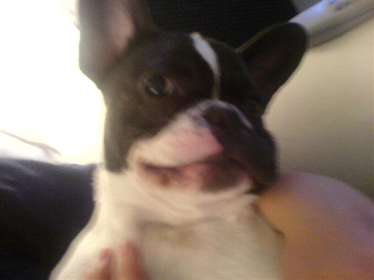 Fransk bulldog Wacko billede 11