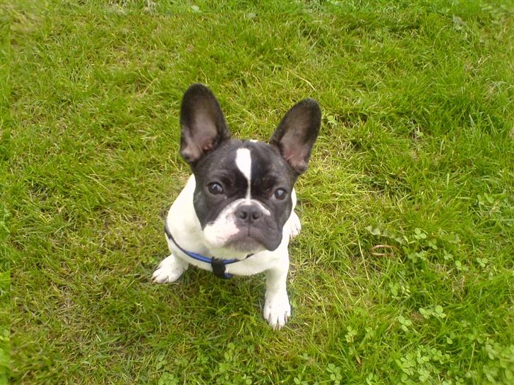Fransk bulldog Wacko billede 12