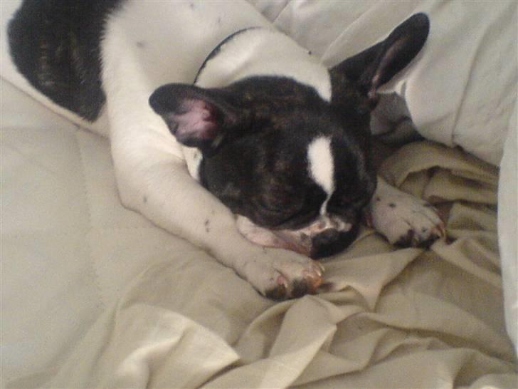 Fransk bulldog Wacko billede 13