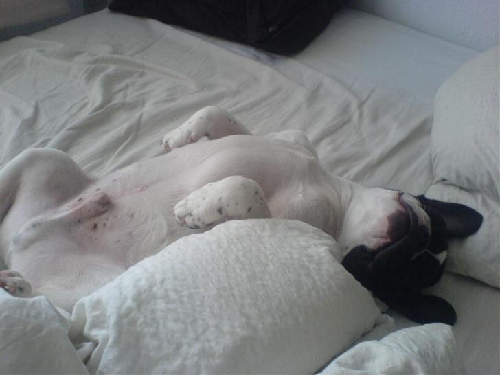 Fransk bulldog Wacko billede 14