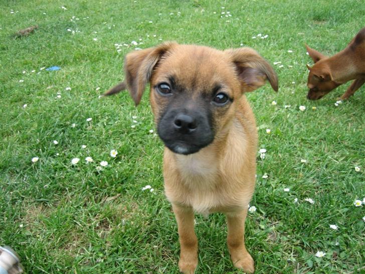 Blanding af racer Dobby **R.I.P** - se lige hvor stor og lækker jeg er blevet!!! billede 9