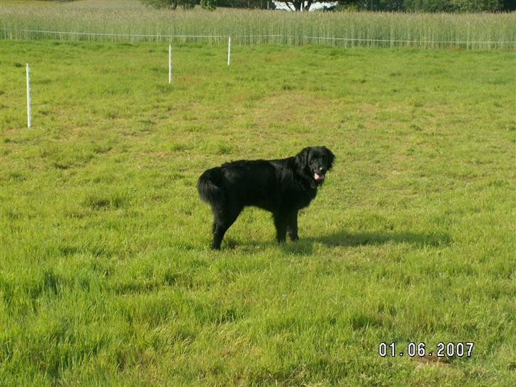 Flat coated retriever Bellis - Hvil i Fred - Nyt.. Nede på folden ved hestene billede 15