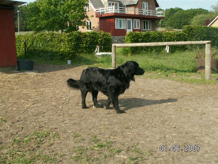 Flat coated retriever Bellis - Hvil i Fred - Nyt..  billede 16