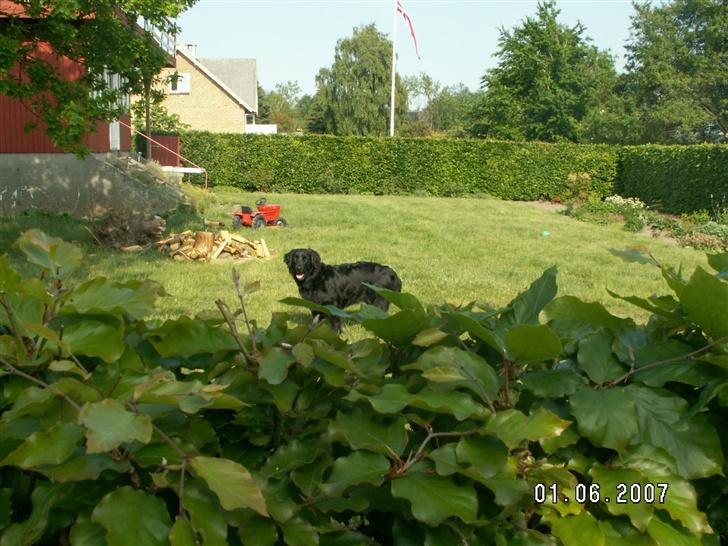 Flat coated retriever Bellis - Hvil i Fred - Nyt.. <3 billede 17
