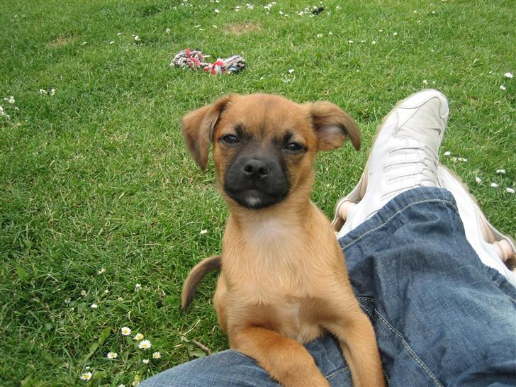 Blanding af racer Dobby **R.I.P** billede 11