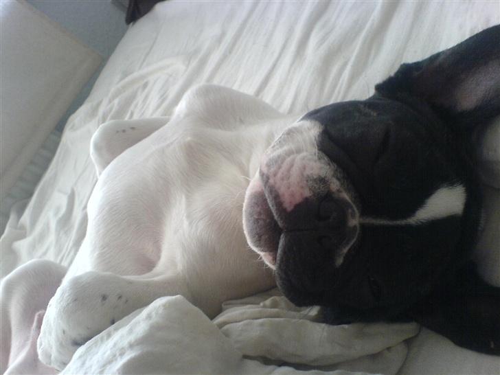 Fransk bulldog Wacko billede 15