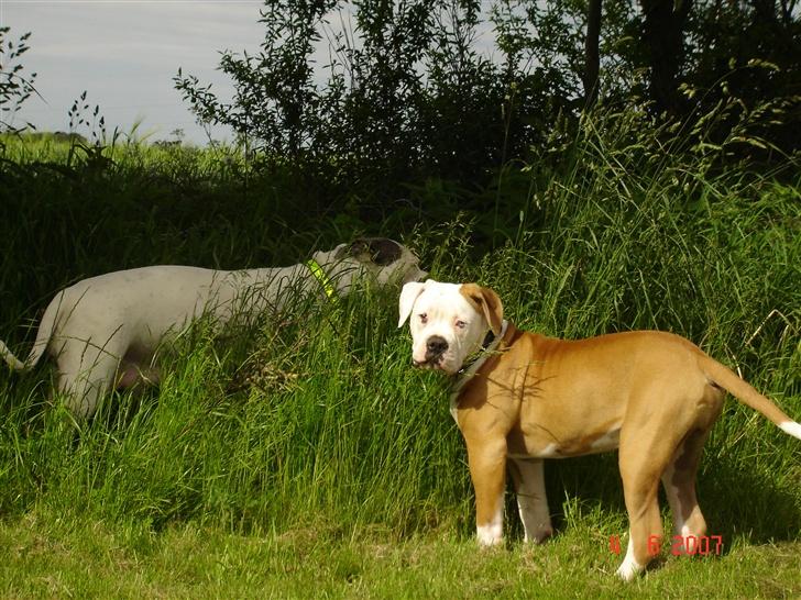 Amerikansk bulldog CH.Matheo"s Storm billede 4
