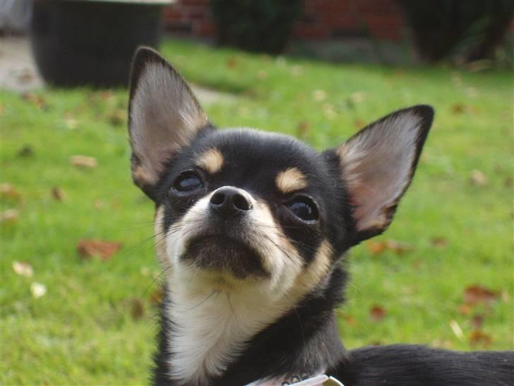 Chihuahua ** Cereza ** - Velkommen til den smukke prinsesse Cereza´s profil :D.  billede 1