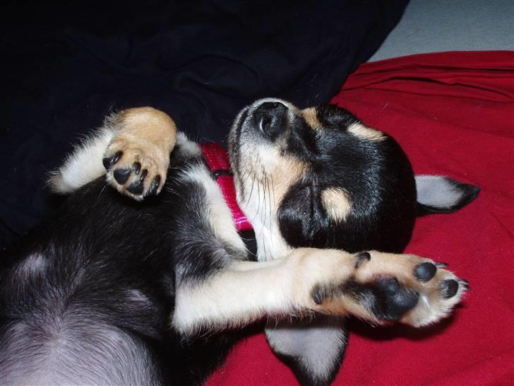 Chihuahua ** Cereza ** - Åhhh hvor sød kan man dog være når man sover? :D. billede 2