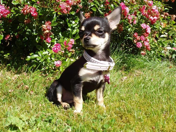 Chihuahua ** Cereza ** - Sidder lige og er lækker lækker lækker ude i haven - næsten 12 uger gammel :D. billede 3