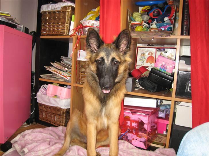 Tervueren Chico-Erik - Heej billede 15