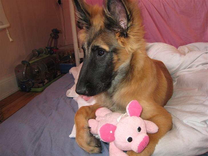 Tervueren Chico-Erik - Mig og grissebassen :p  billede 16