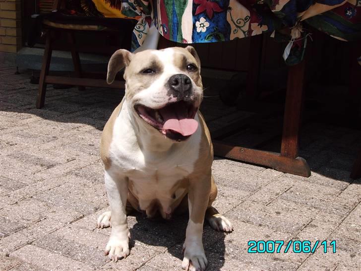 Amerikansk staffordshire terrier BABY (RIP) billede 1