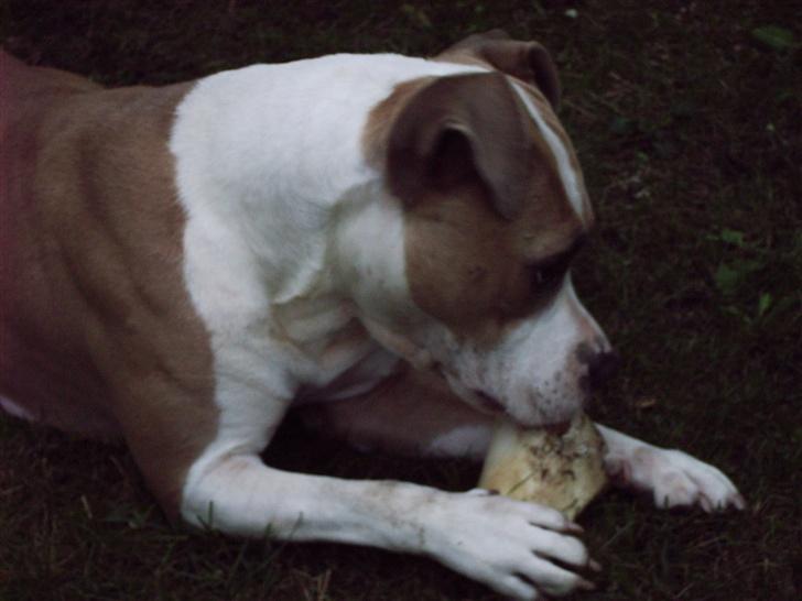 Amerikansk staffordshire terrier BABY (RIP) billede 2