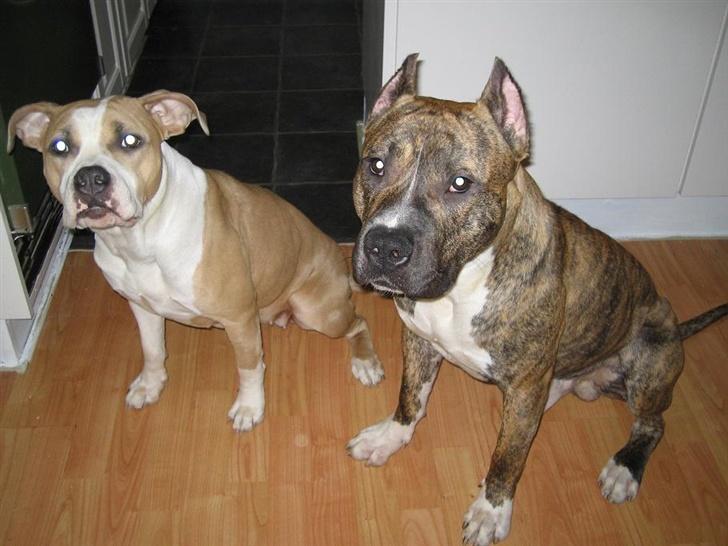 Amerikansk staffordshire terrier BABY (RIP) billede 3