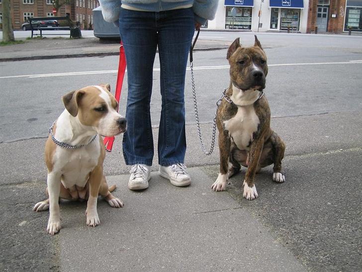 Amerikansk staffordshire terrier BABY (RIP) billede 4