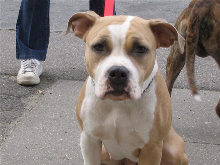 Amerikansk staffordshire terrier BABY (RIP) billede 5