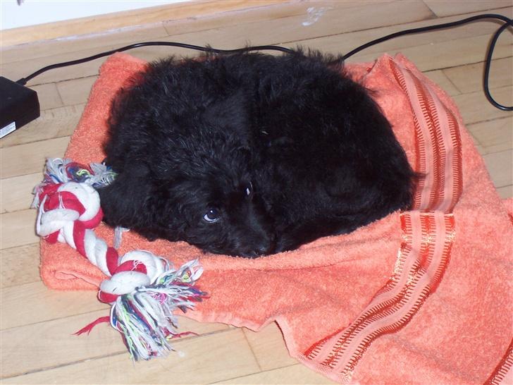 Blanding af racer Timmy billede 9