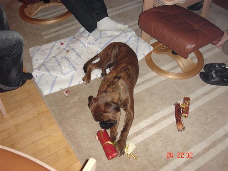 Boxer Eigil - Her er det juleaften, og jeg har fået gaver. billede 11