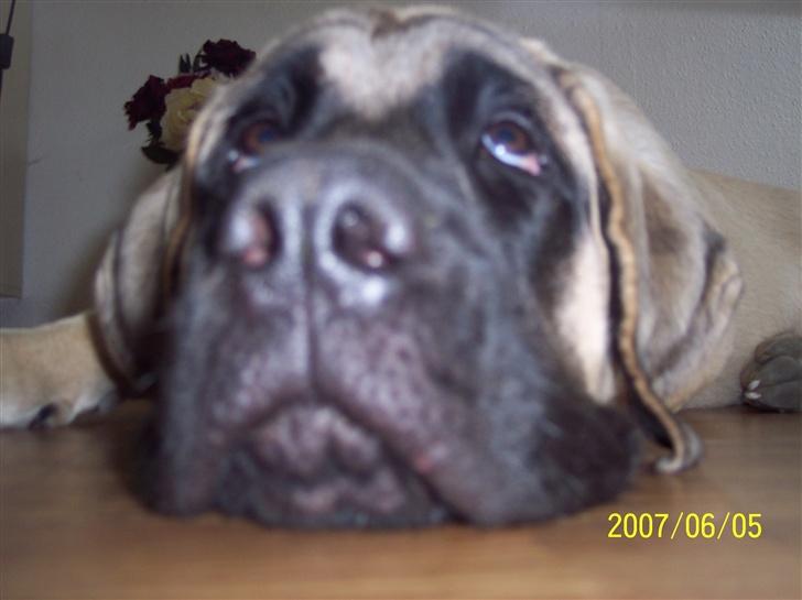 Mastiff Carla  (himmelhund) - Ser jeg ikke intelligent ud ? billede 9