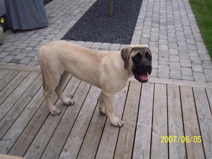 Mastiff Carla  (himmelhund) - Carla 5 mdr. billede 10