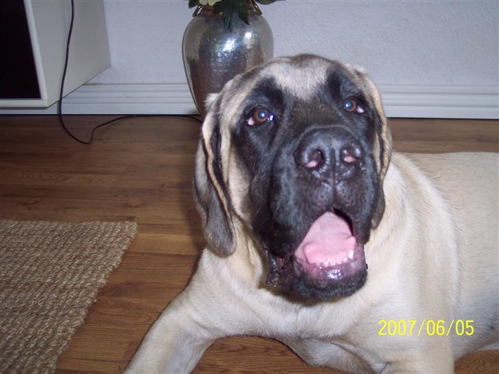Mastiff Carla  (himmelhund) - 5 mdr. gammel billede 11