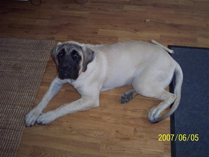 Mastiff Carla  (himmelhund) billede 12