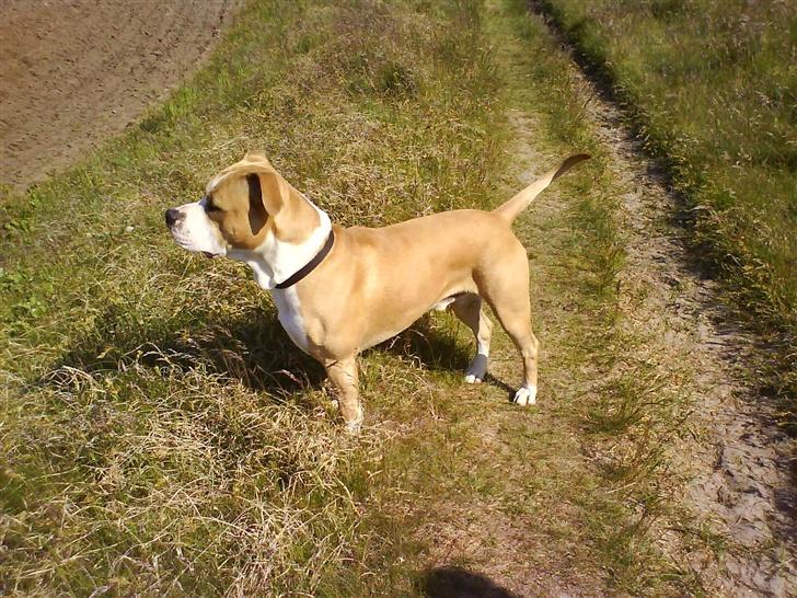 Amerikansk staffordshire terrier Zack R.I.P billede 5