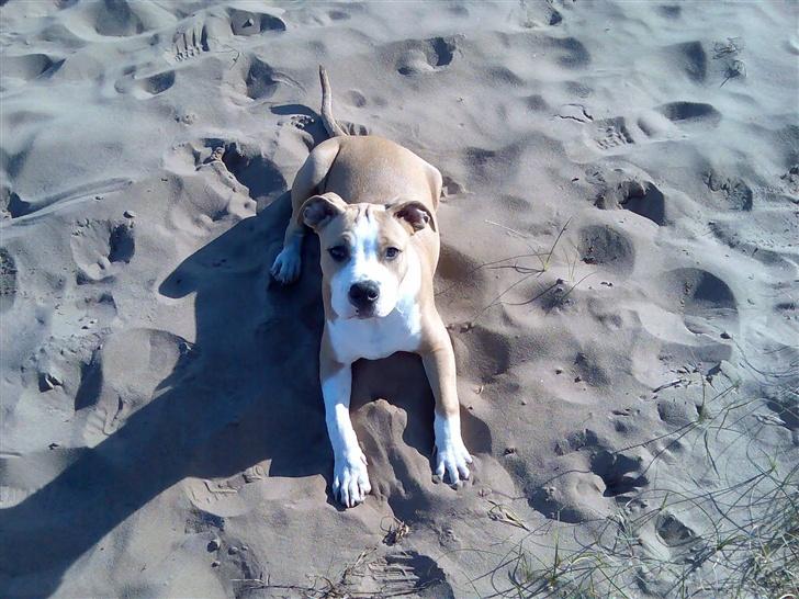 Amerikansk staffordshire terrier Zack R.I.P billede 6