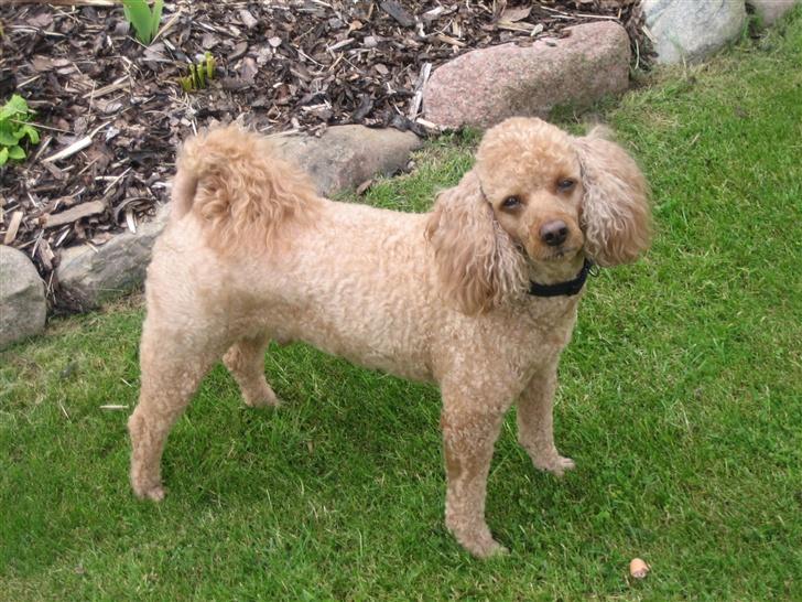 Dværgpuddel Clausen - Hej jeg hedder Clausen og er Carolines hund. billede 1