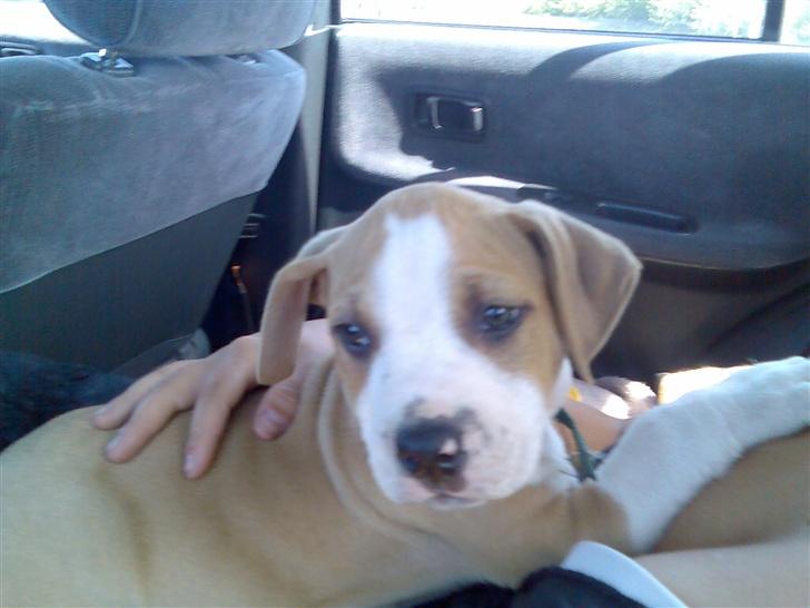 Amerikansk staffordshire terrier Zack R.I.P - på vej hjem fra mine biologiske forældre.    billede 7