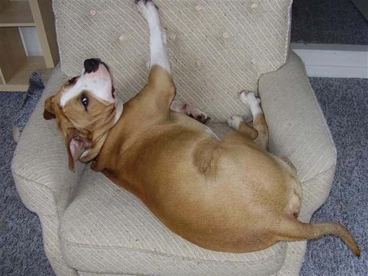 Amerikansk staffordshire terrier Zack R.I.P - årh... en hel stol kun til mig!!!!!!! lækkert billede 8