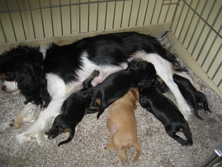 Cavalier king charles spaniel Mille - 2 uger gamle, og så småt ved at få øjne. dagen går med at spise og sove ! billede 9