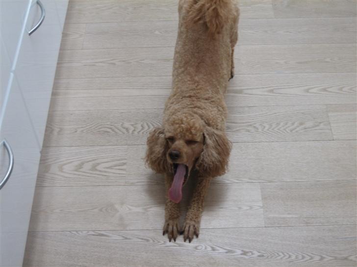 Dværgpuddel Clausen - arh det er dejlig, når man for strukket ud :) billede 2