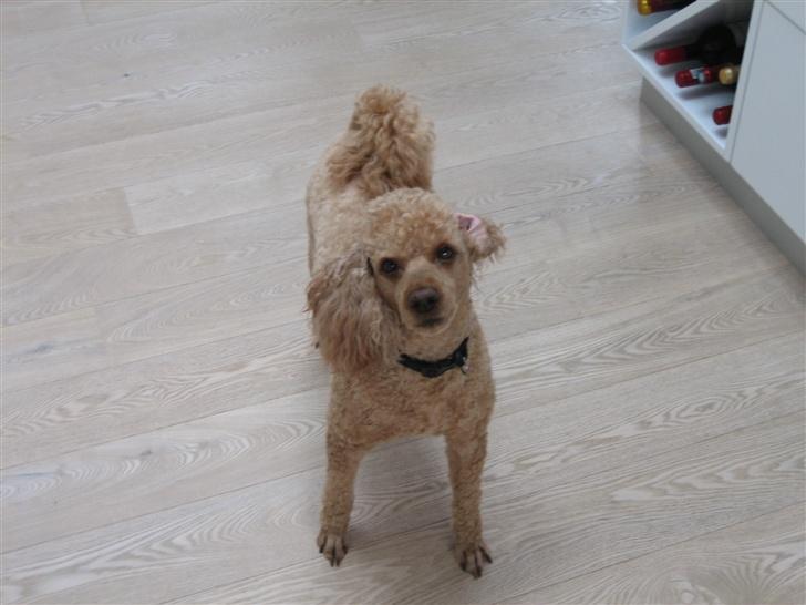 Dværgpuddel Clausen - Må jeg ikke gerne få den godbid.  billede 3